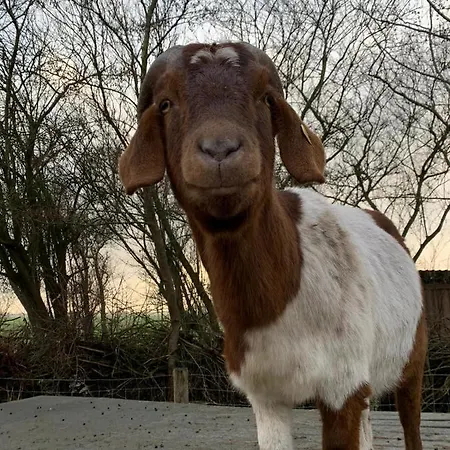 Tjarkshof דירה *