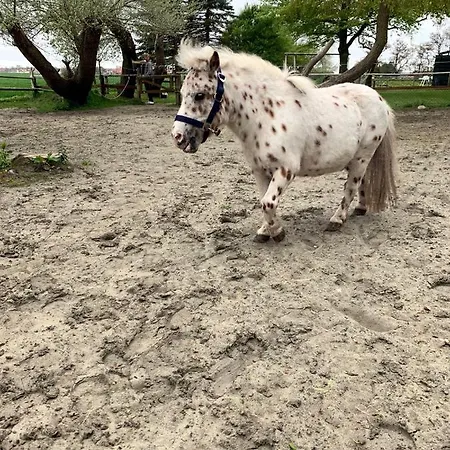 Tjarkshof Friedrichskoog