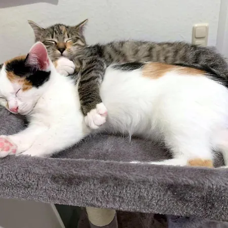 Tjarkshof דירה פרידריכסקוג