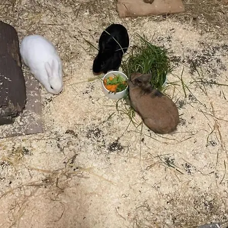 Tjarkshof Friedrichskoog